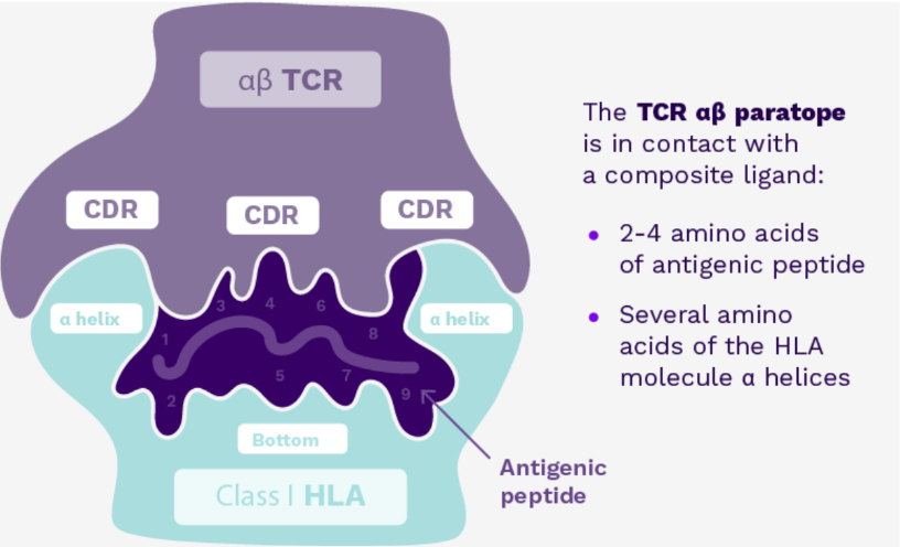 Tcr paratope
